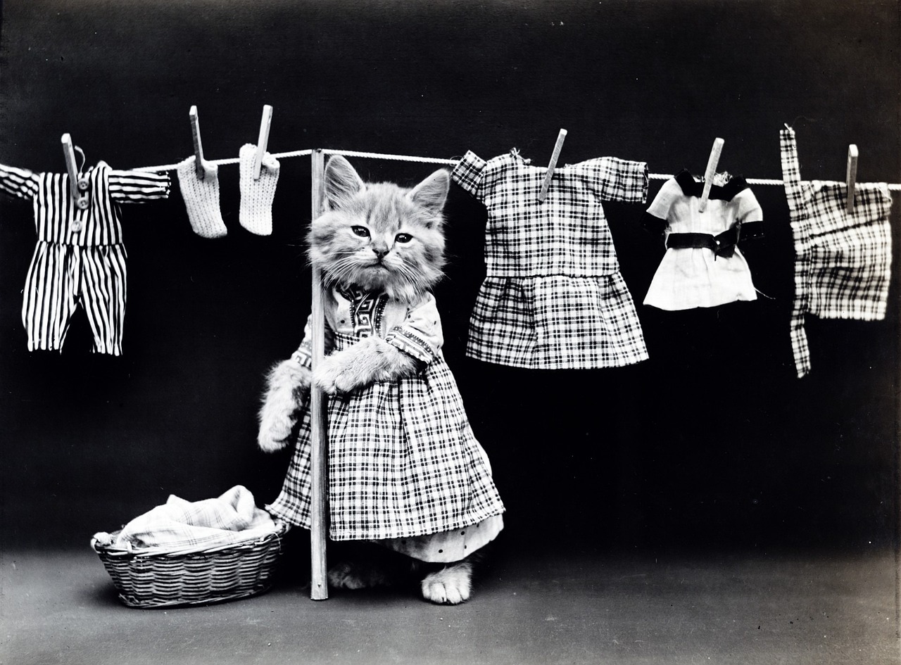 猫と洗濯物