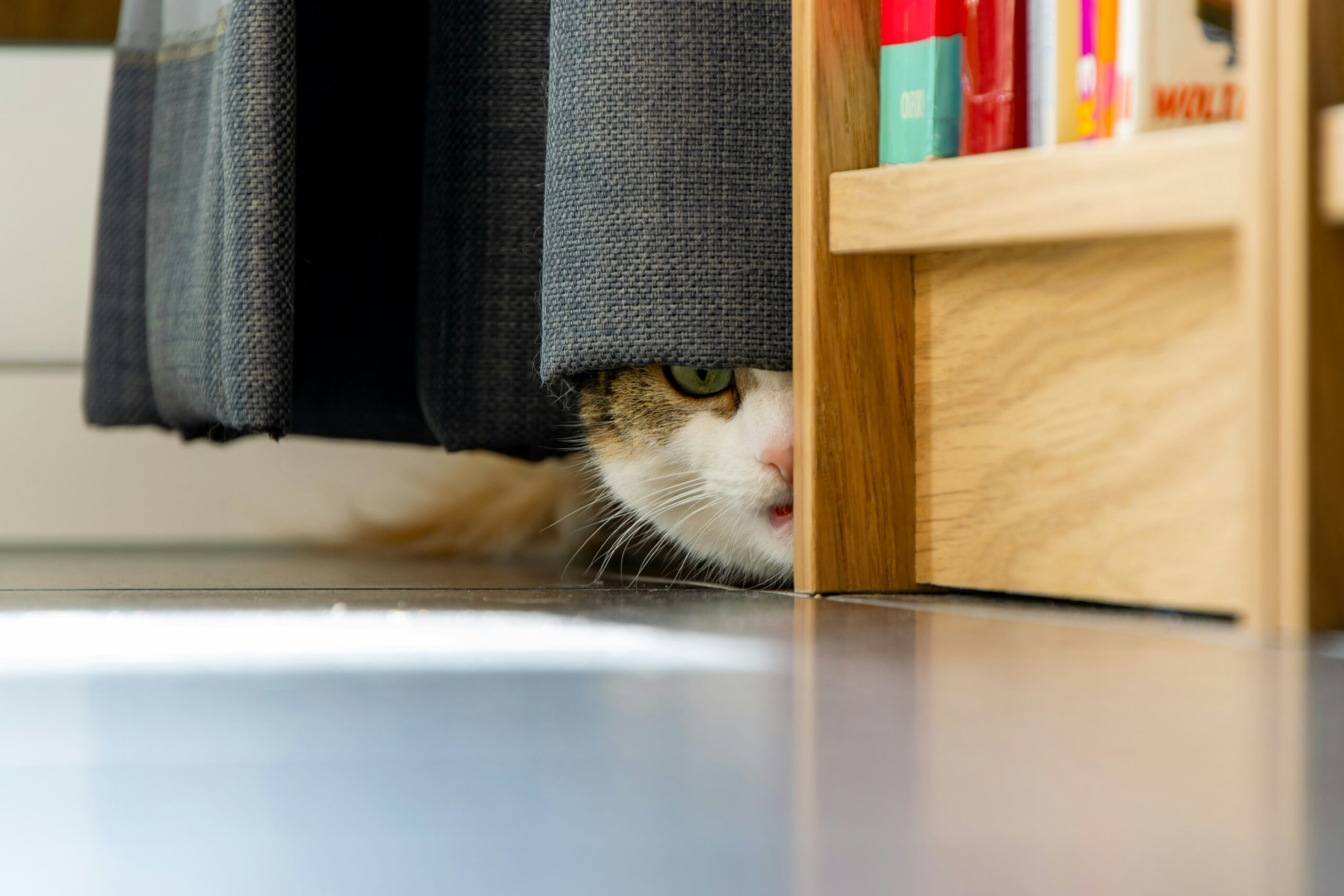 猫