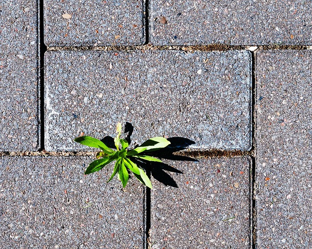 草