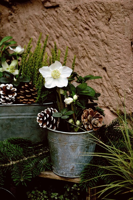 クリスマスローズ