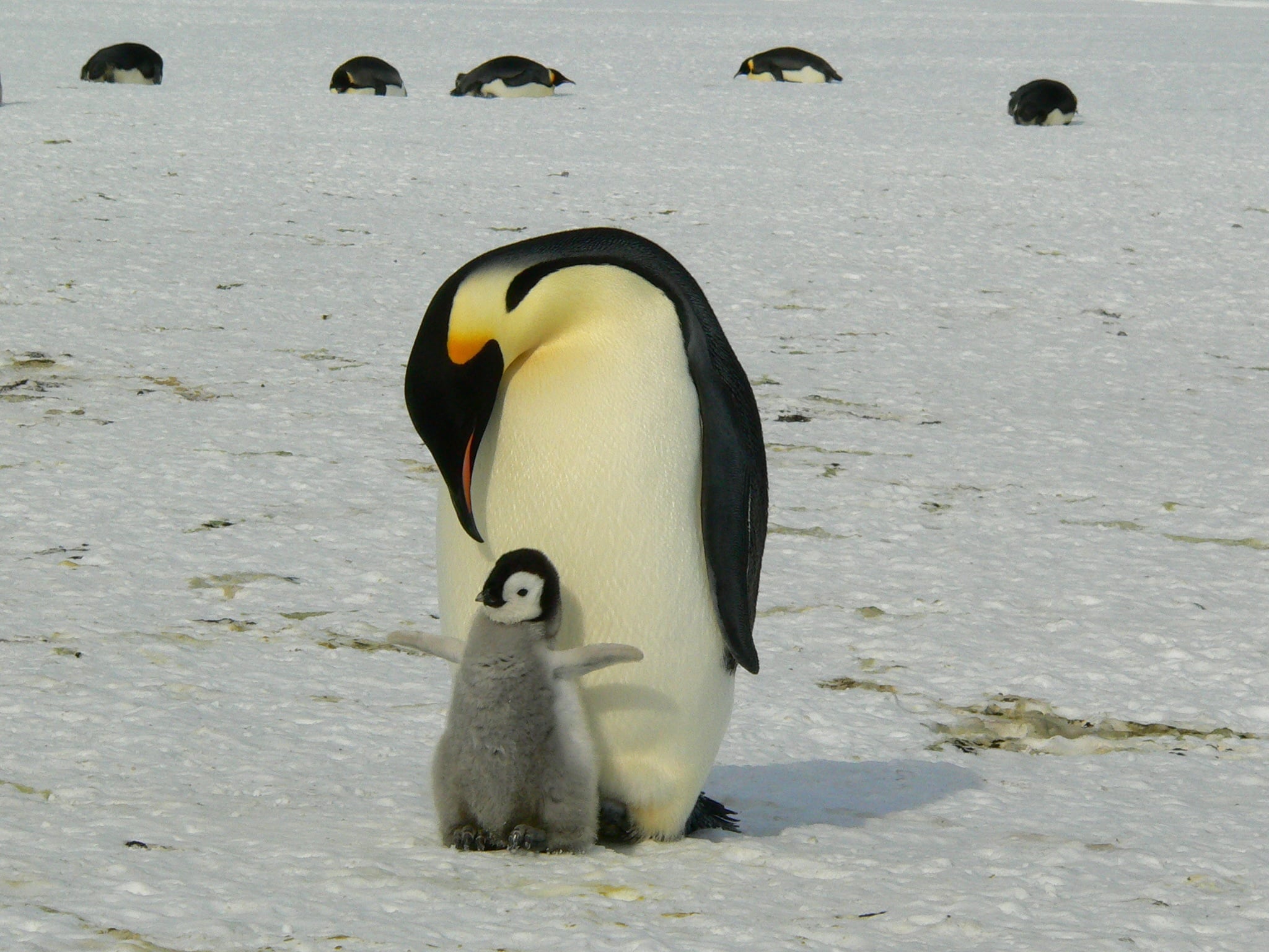 ペンギン
